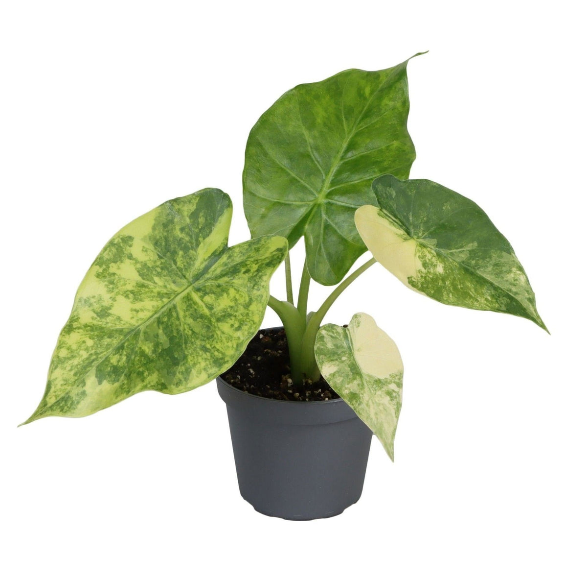 Alocasia Macrorrhiza Aurea Variegata - Golden Giant Taro - Green - Variegata - Tropical - Ø6cm - ↕15cm