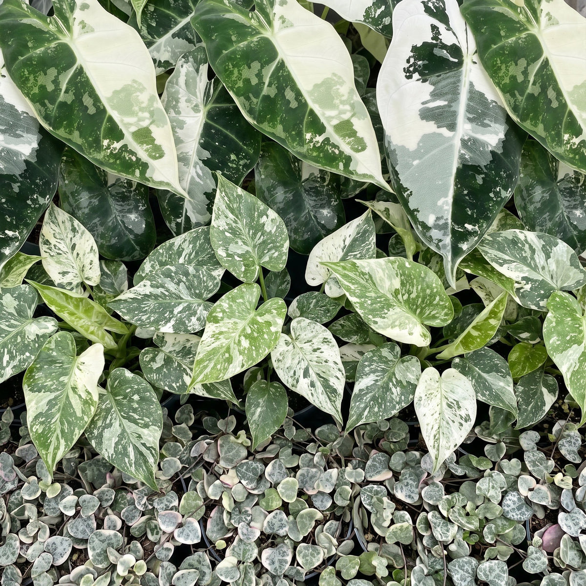 Baby Variegata Mix – Trio de plantes tropicales rares panachées