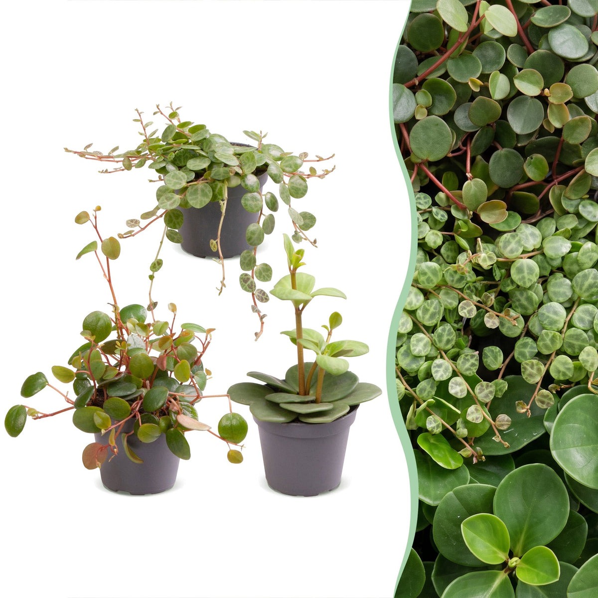 3 Baby-Peperomia-Mix