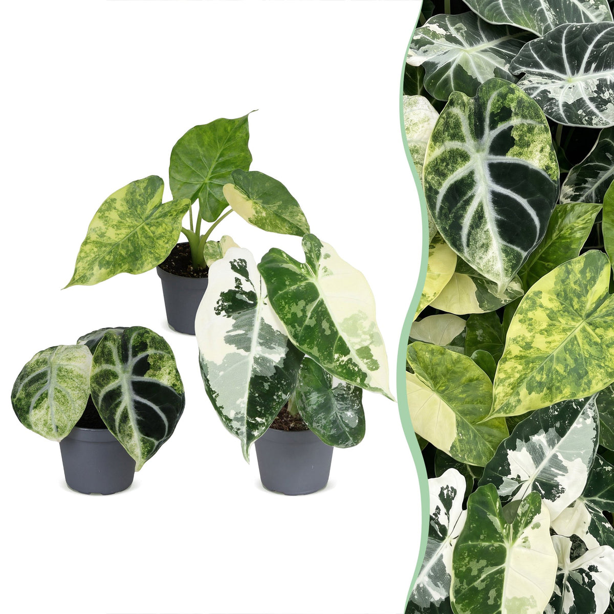 Lot de 3 Baby Alocasia Variegata – Plantes rares en pots de 6 cm