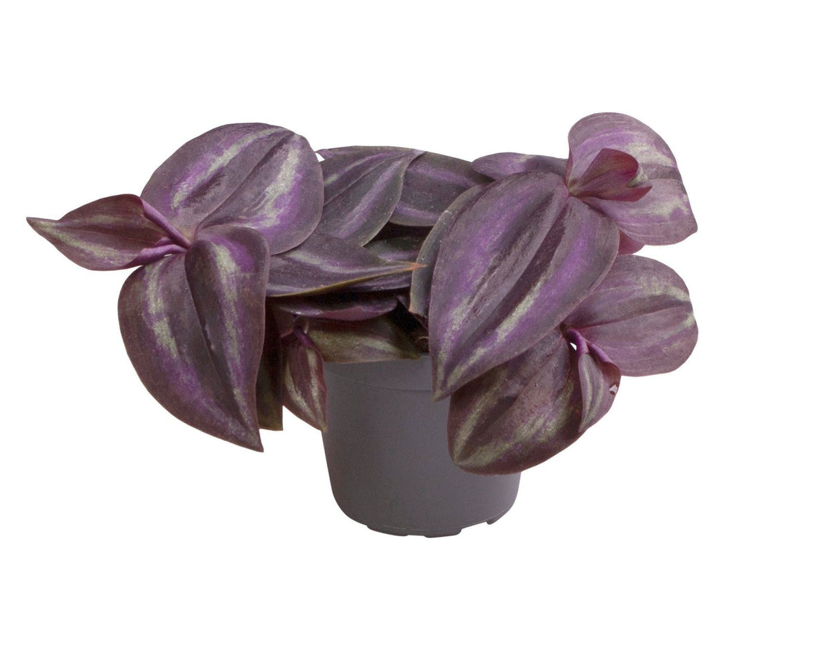 Tradescantia Purple Joy