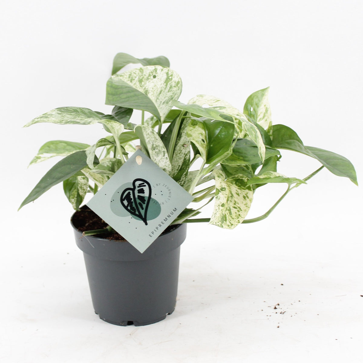 Epipremnum Marble Variegata - Marble Queen Pothos - Green - White - Tropical - Ø12cm - ↕20cm