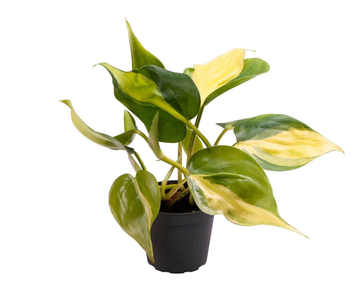 Philodendron Scandens Brazil