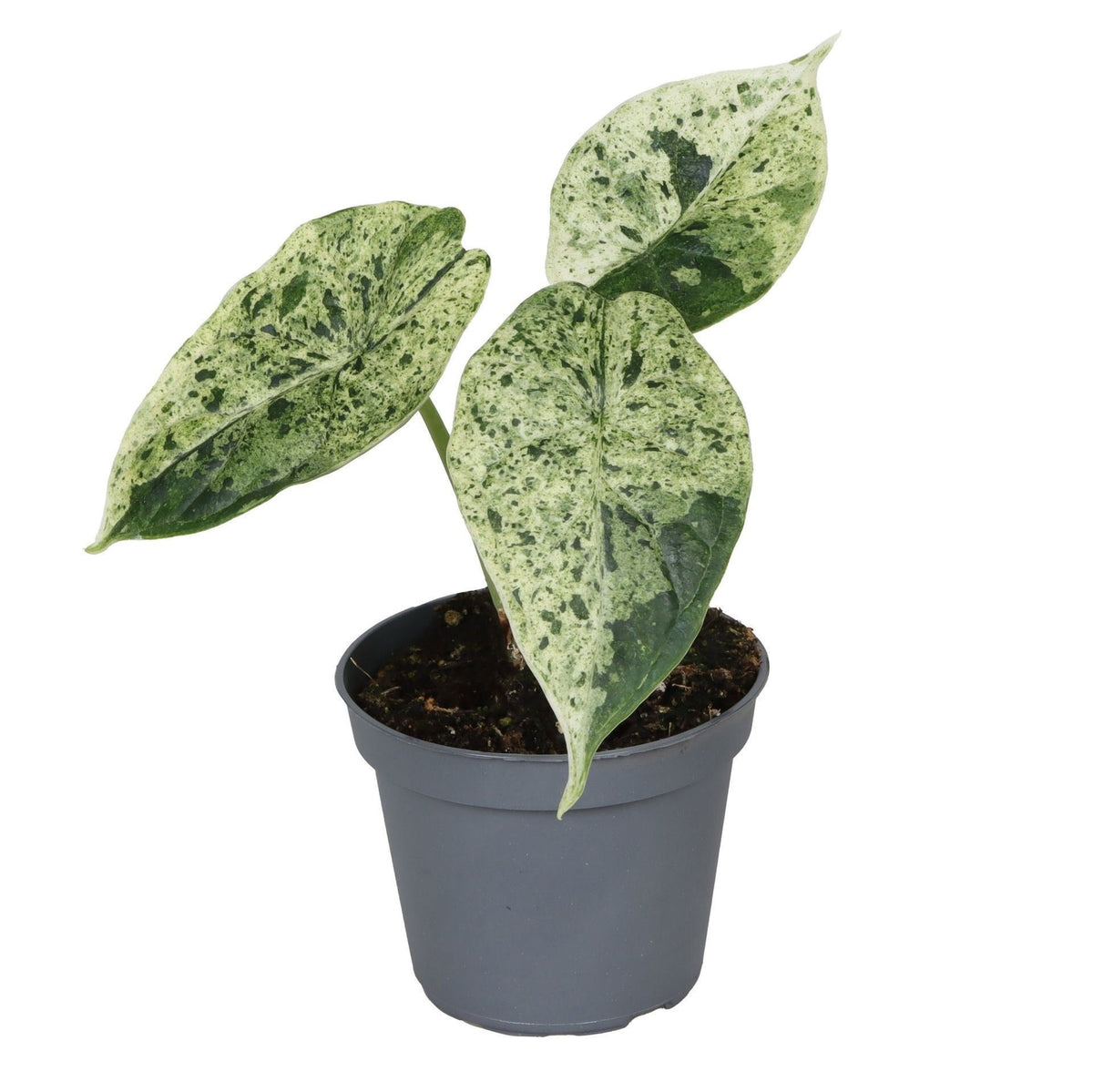 Alocasia Dragon Scale Mint Variegata - Alocasia Dragon Scale Mint Variegata - Green - Variegata - Tropical - Ø6cm - ↕12cm