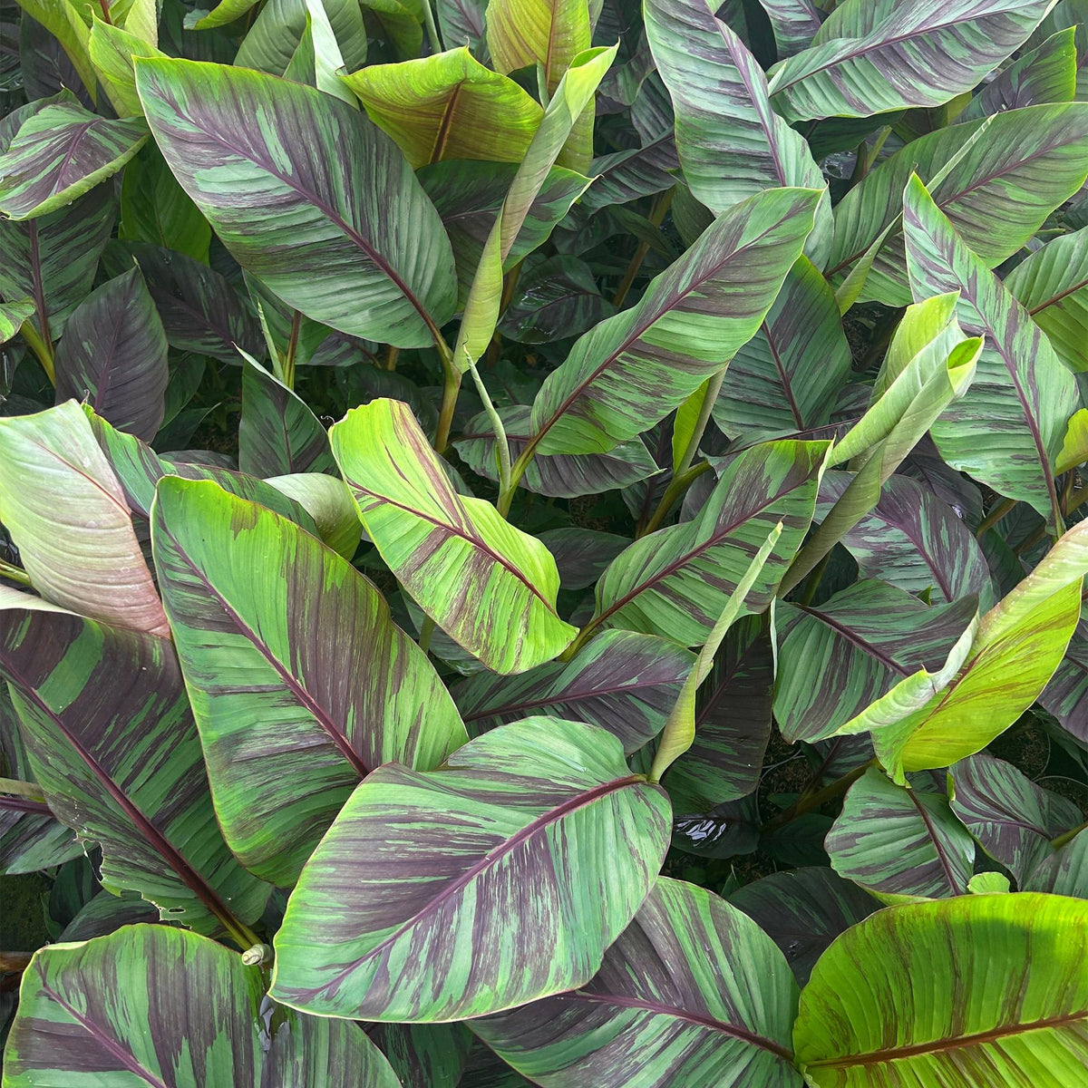 Bananier Musa Ever Red - 2 Plantes - Pot 15cm
