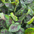 Bananier Musa Ever Red - 2 Plantes - Pot 15cm