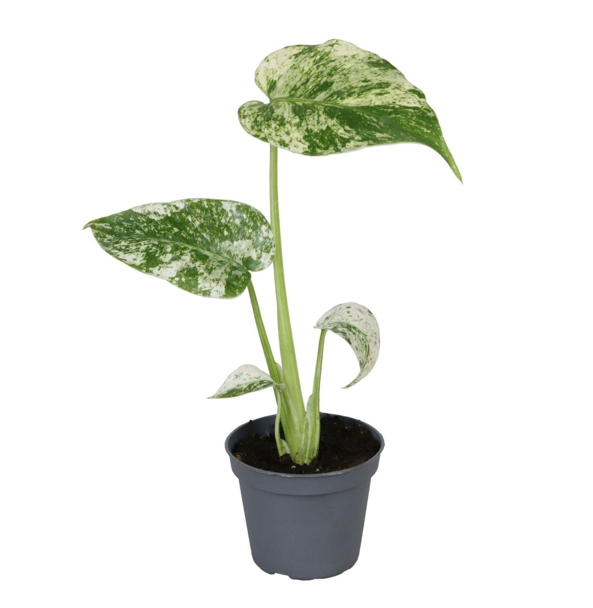 Monstera Deliciosa Mint Variegated
