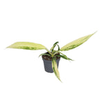 Philodendron Florida Beauty x Tortum Variegata | Pot 6 cm