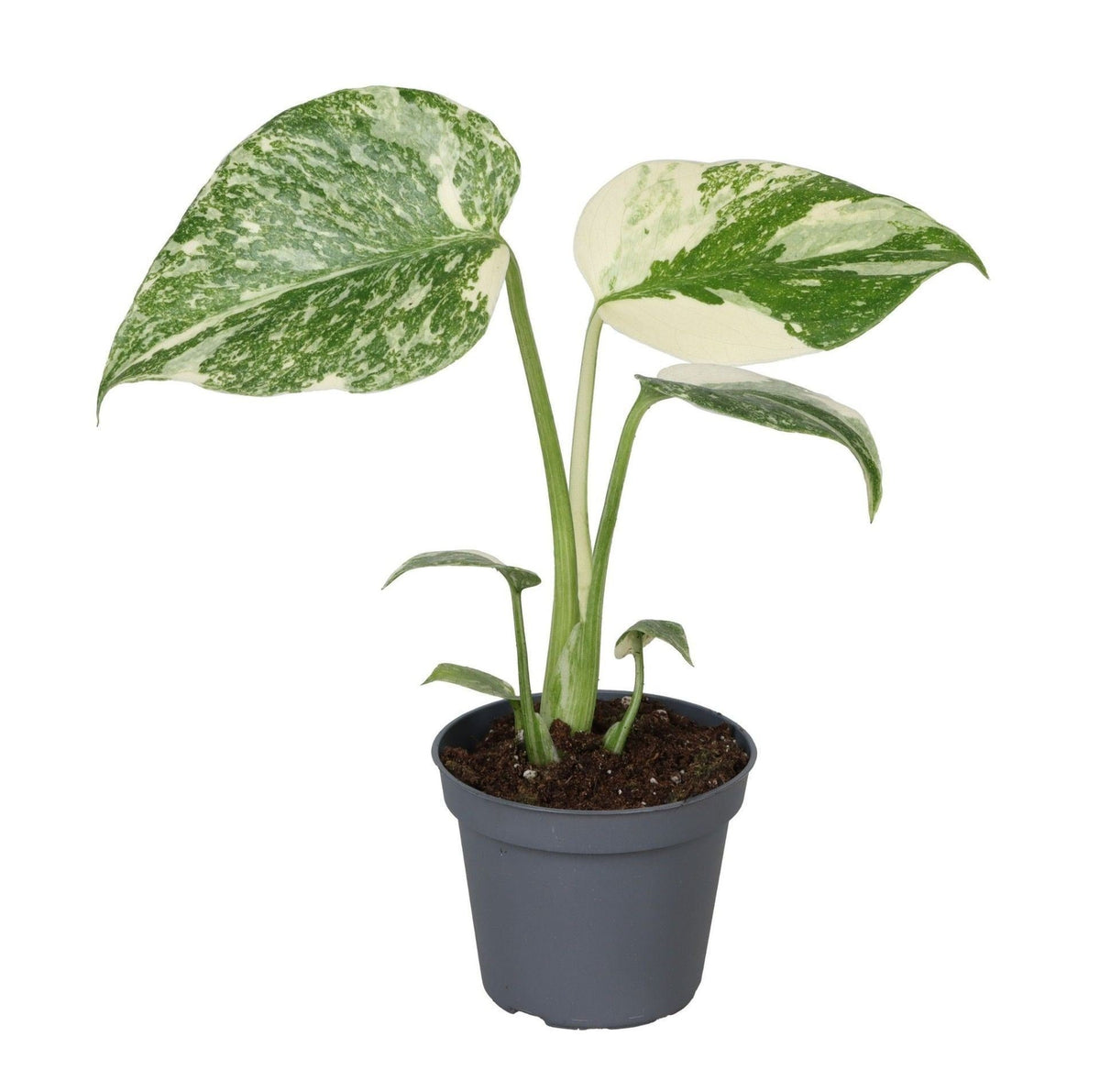 Monstera Creme Brulee - Monstera Creme Brulee - Green - Cream - Tropical - Ø6cm - ↕14cm