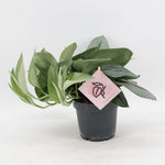 Scindapsus treubii ‘Moonlight’ – Plante argentée | Pot 12 cm