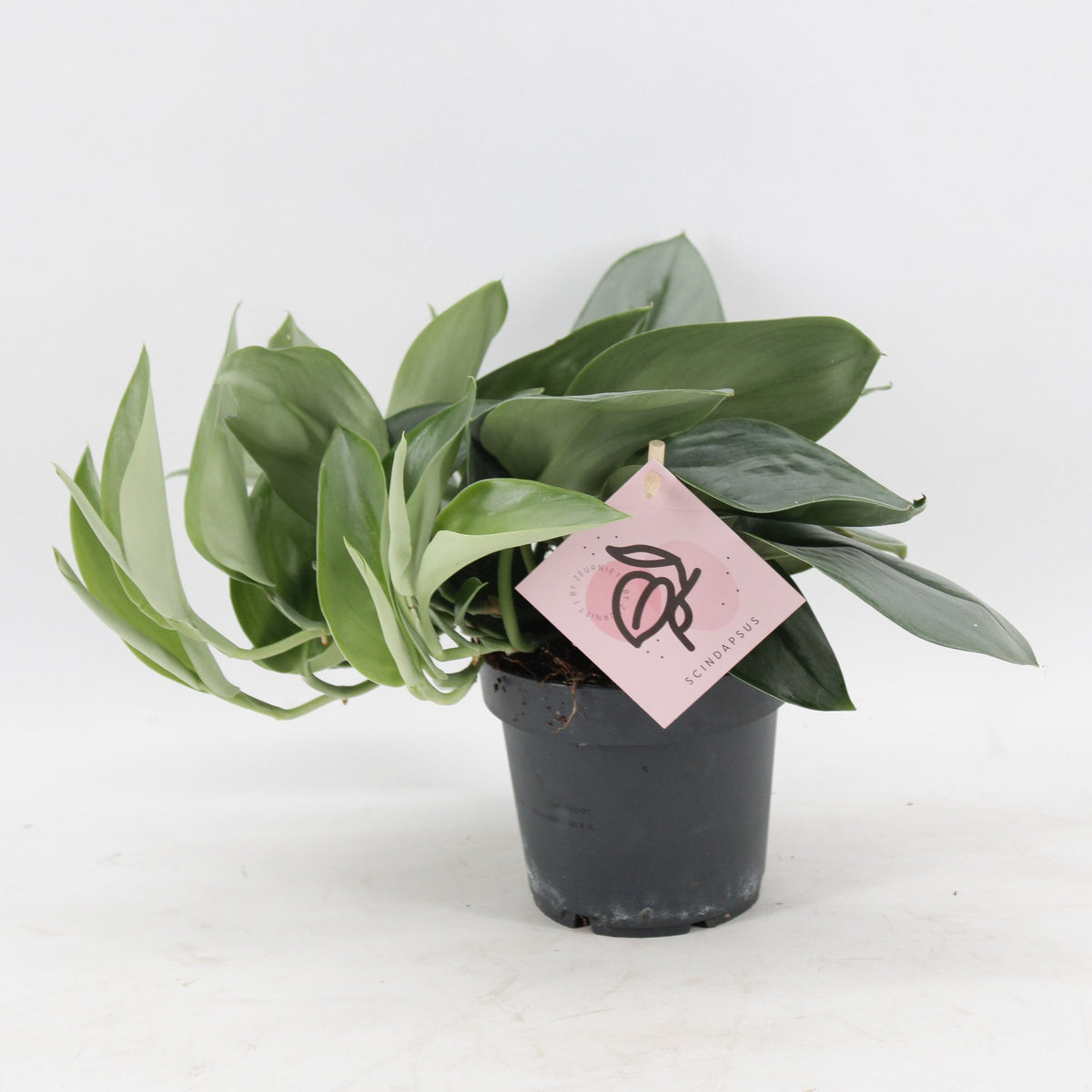 Scindapsus treubii ‘Moonlight’ – Plante argentée | Pot 12 cm