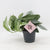 Scindapsus treubii ‘Moonlight’ – Plante argentée | Pot 12 cm