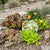 6x - Alpine mix - Ø7cm - ↕10-12cm
