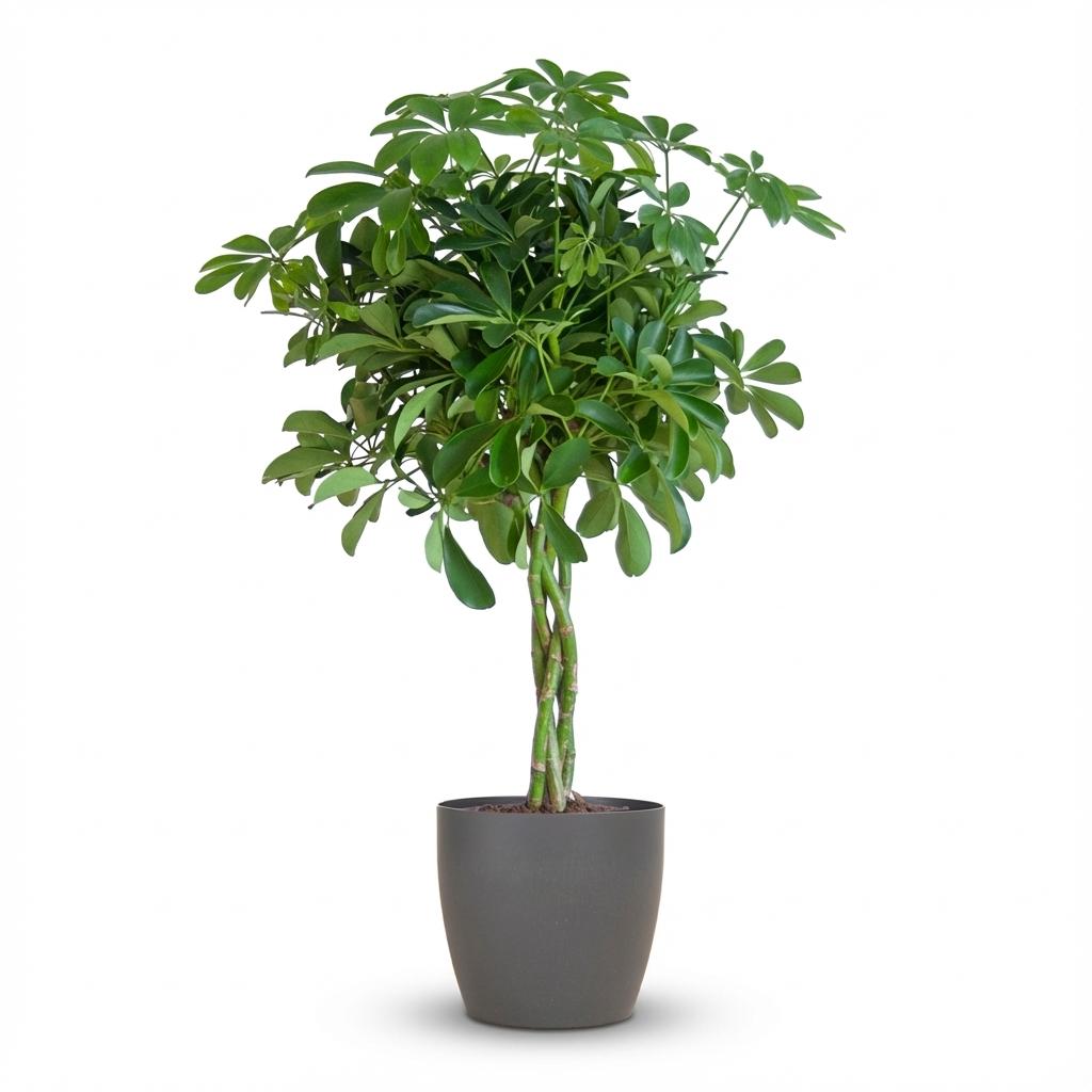 Schefflera Arab Nora avec cache pot grise - 70cm -XXL