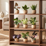 9 Baby Plants Surprise Box – Box Surprise de Mini Plantes Tropicales