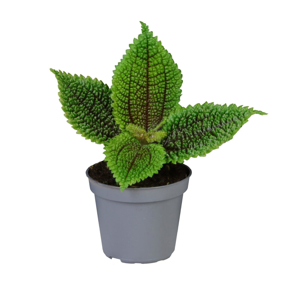 Pilea Moon Valley