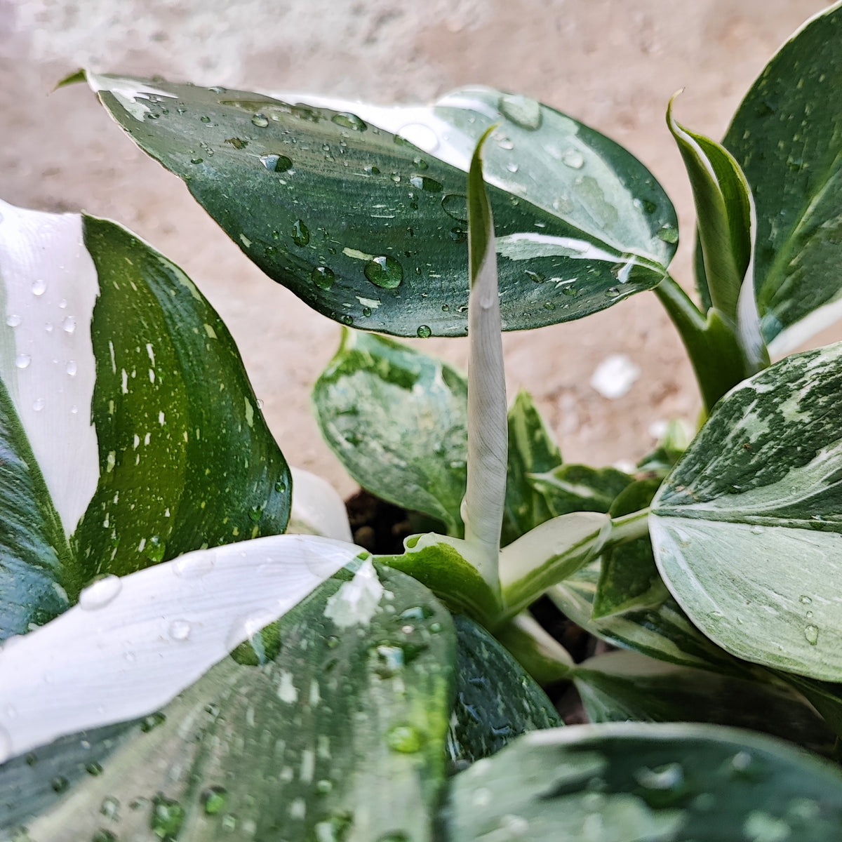 Rare Philodendron WHITE WIZARD bouture panachée blanche, très belle bouture enracinée en terre, plante rare monjungle