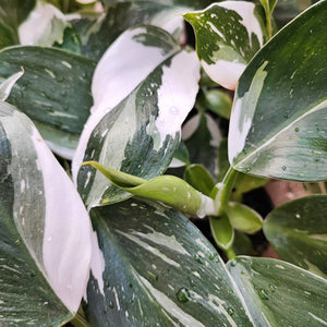 Philodendron White Princess Bouture de 5 feuilles- Rare Philodendron avec panache blanche- Plante facile de famille Aracées - monjungle