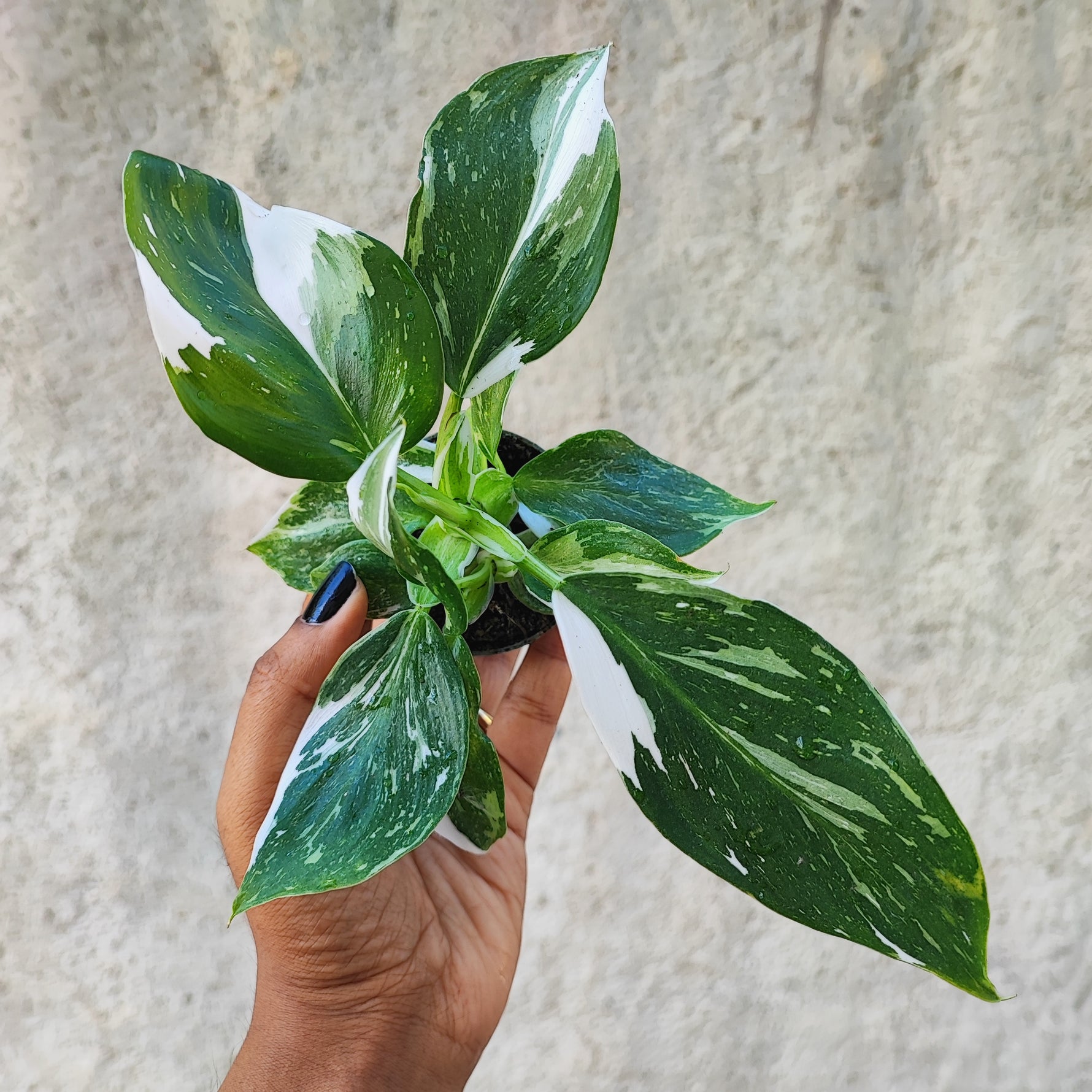 bouturage philodendron Philodendron 'White Wizard'