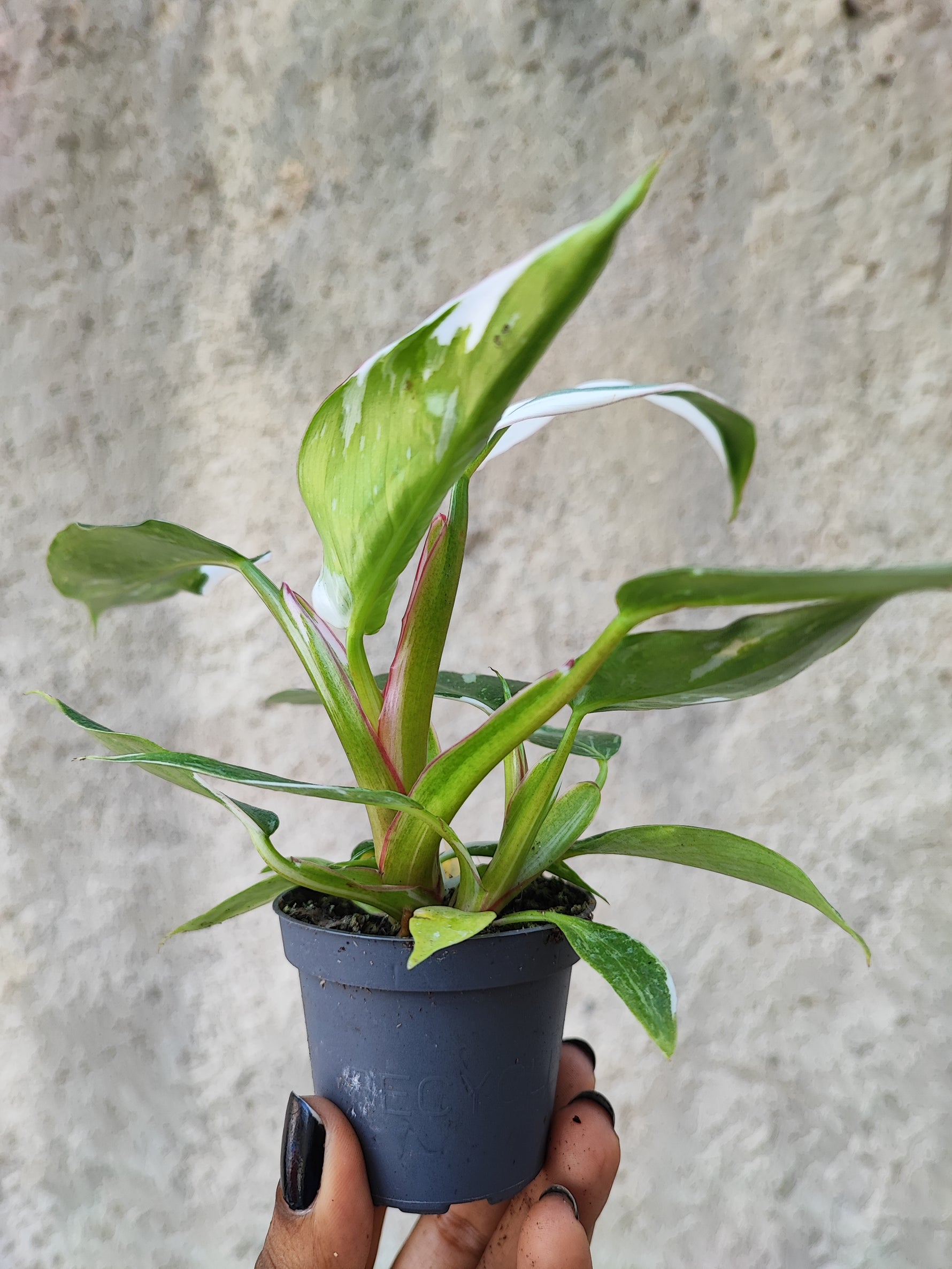bouturage philodendron Philodendron 'White Wizard'