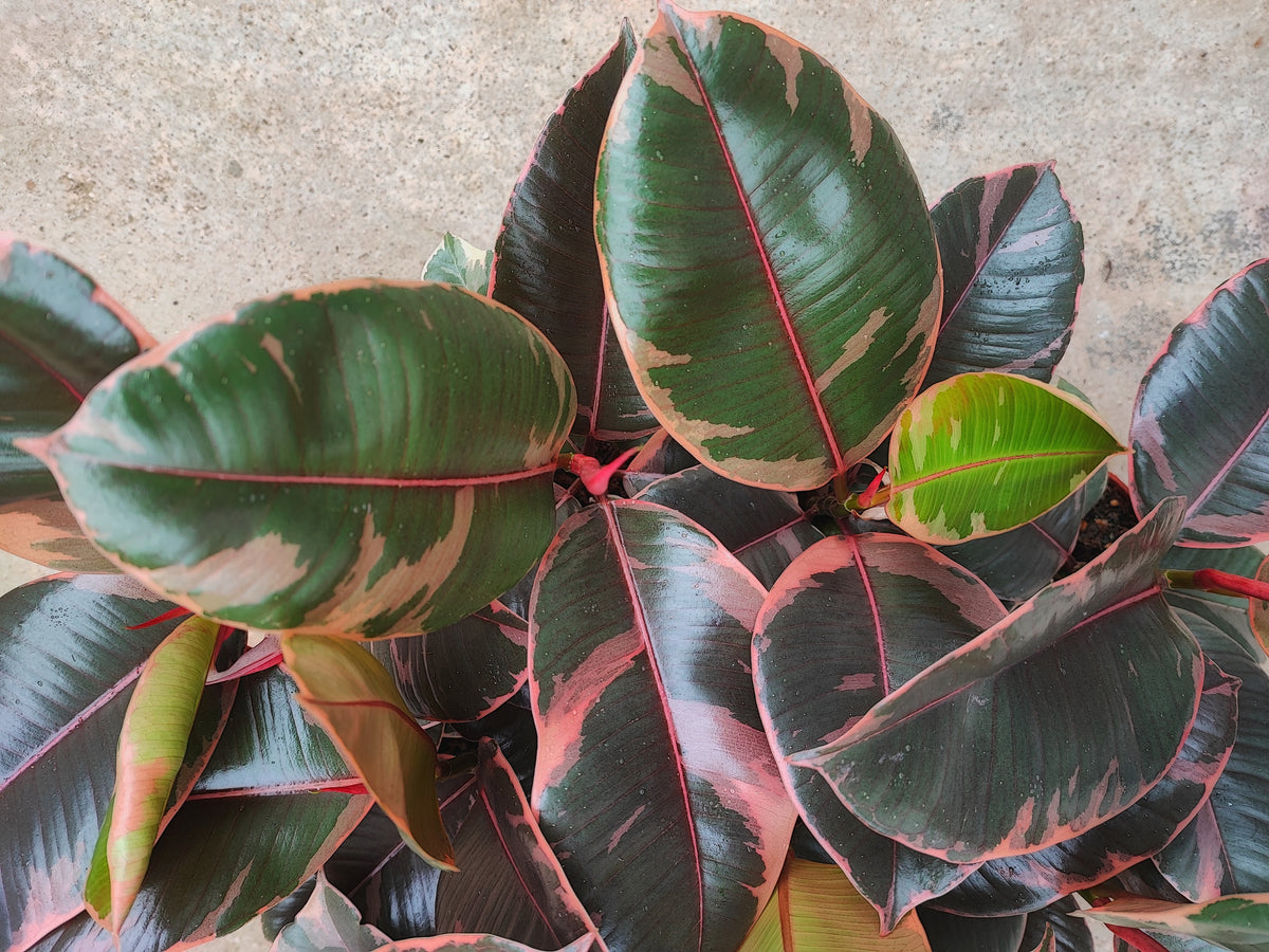 Ficus Elastica Belize s monjungle