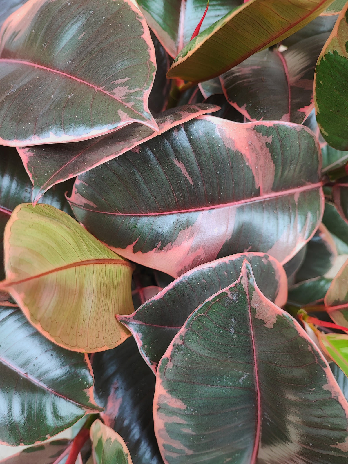 Ficus Elastica Belize s monjungle