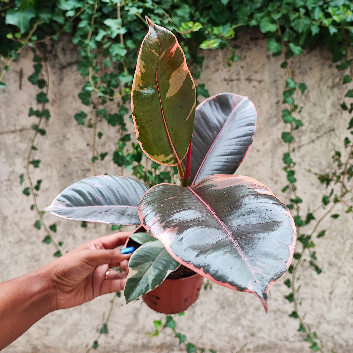 Ficus Elastica Belize s monjungle