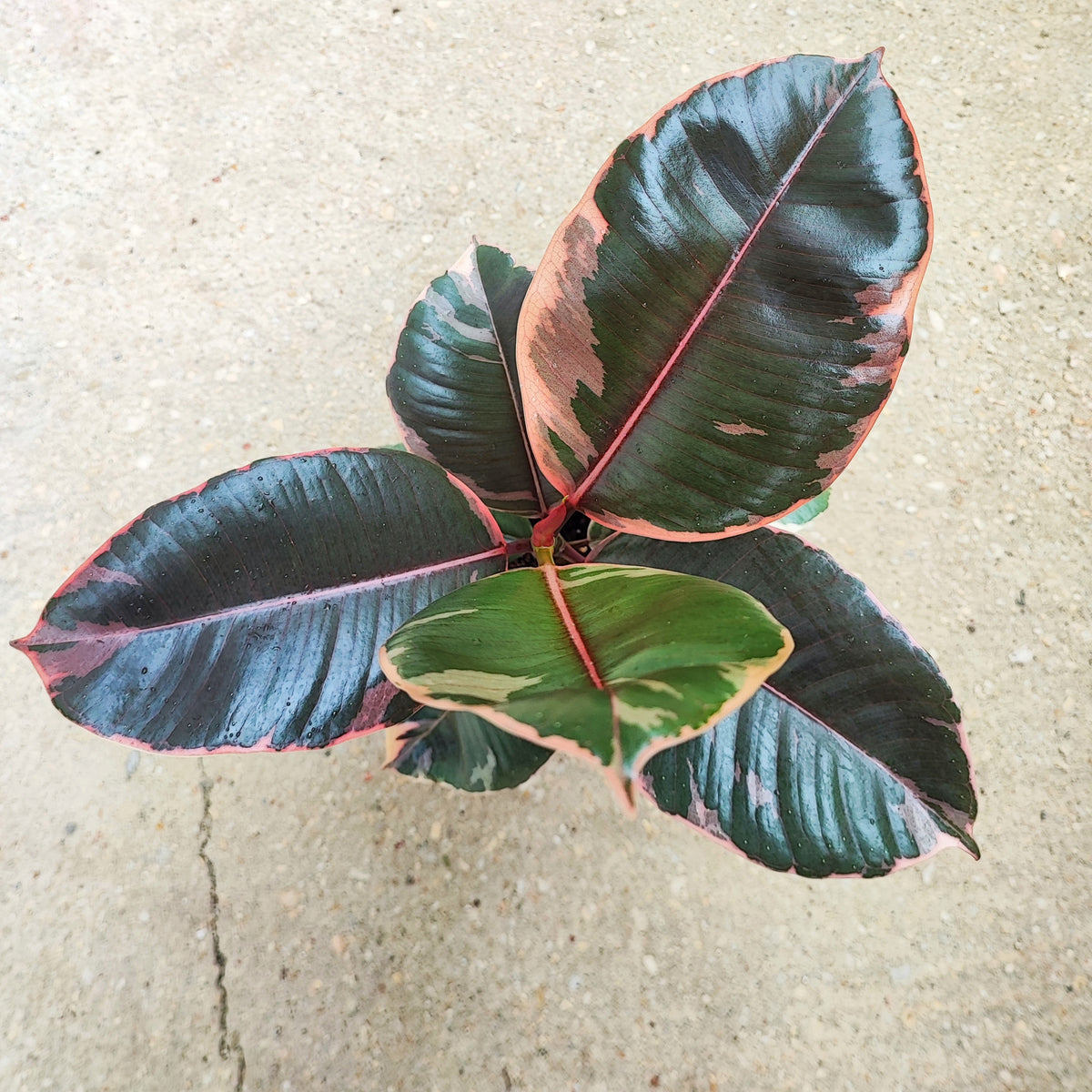 Ficus Elastica Belize s monjungle
