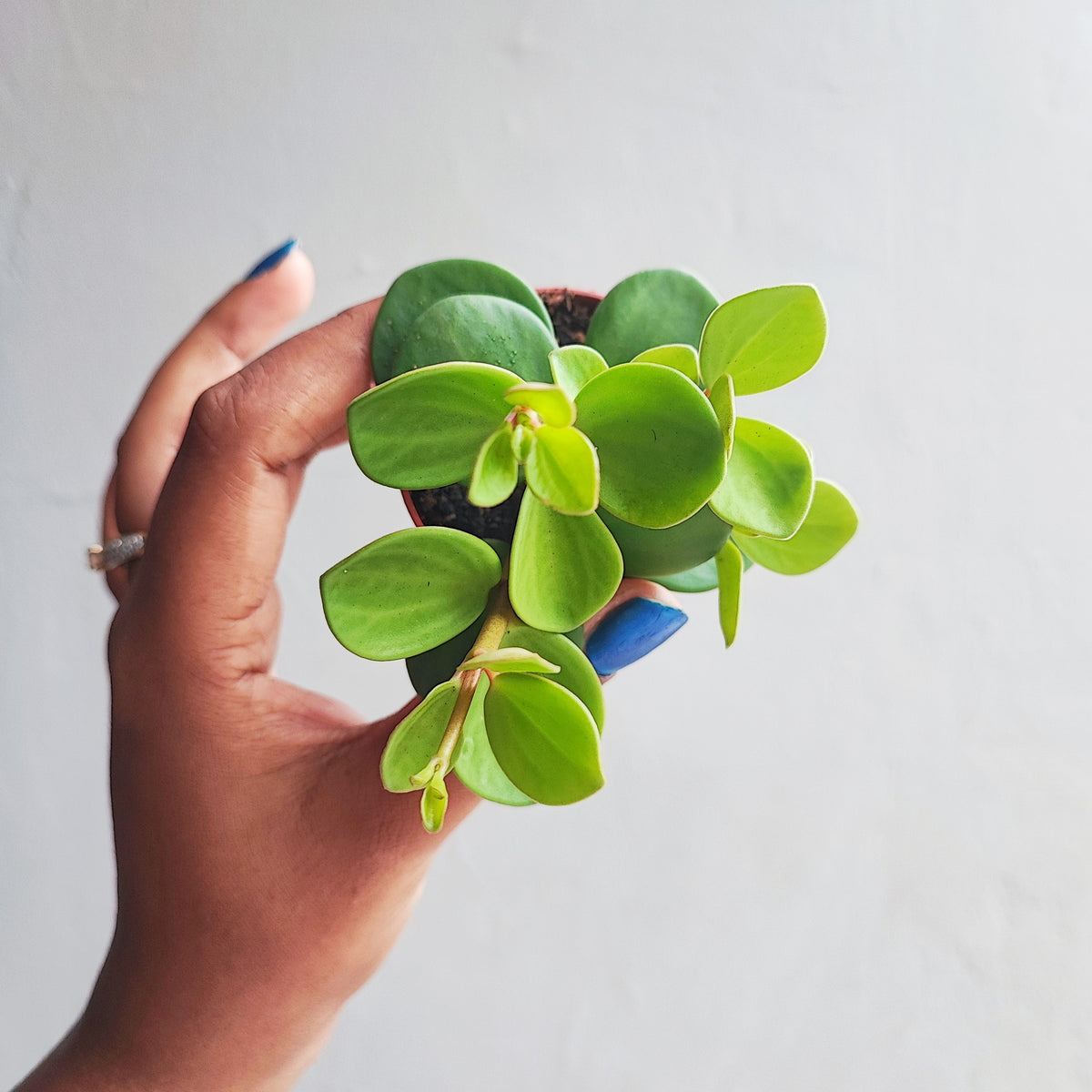 Peperomia tetraphylla Hope monjungle