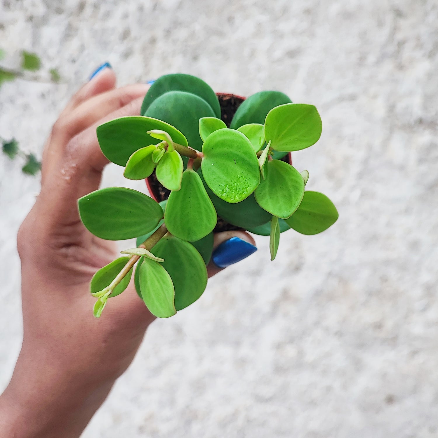 Peperomia tetraphylla 'Hope' Plante d'intérieur facile décoration végétale - monjungle