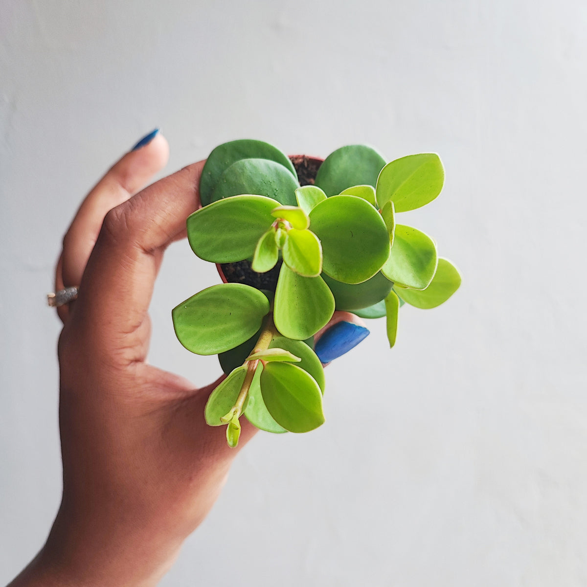 Peperomia tetraphylla Hope monjungle