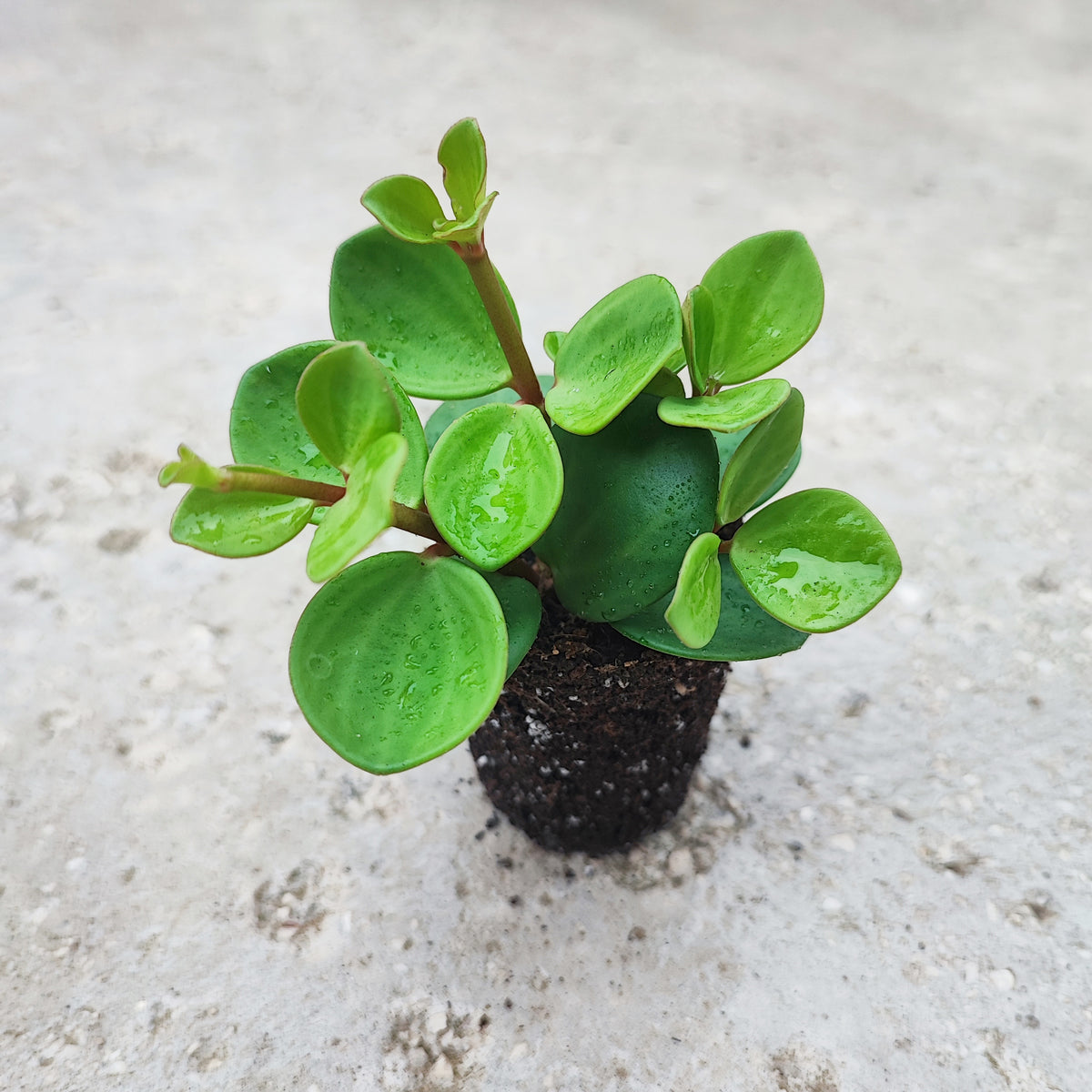 Peperomia tetraphylla Hope monjungle