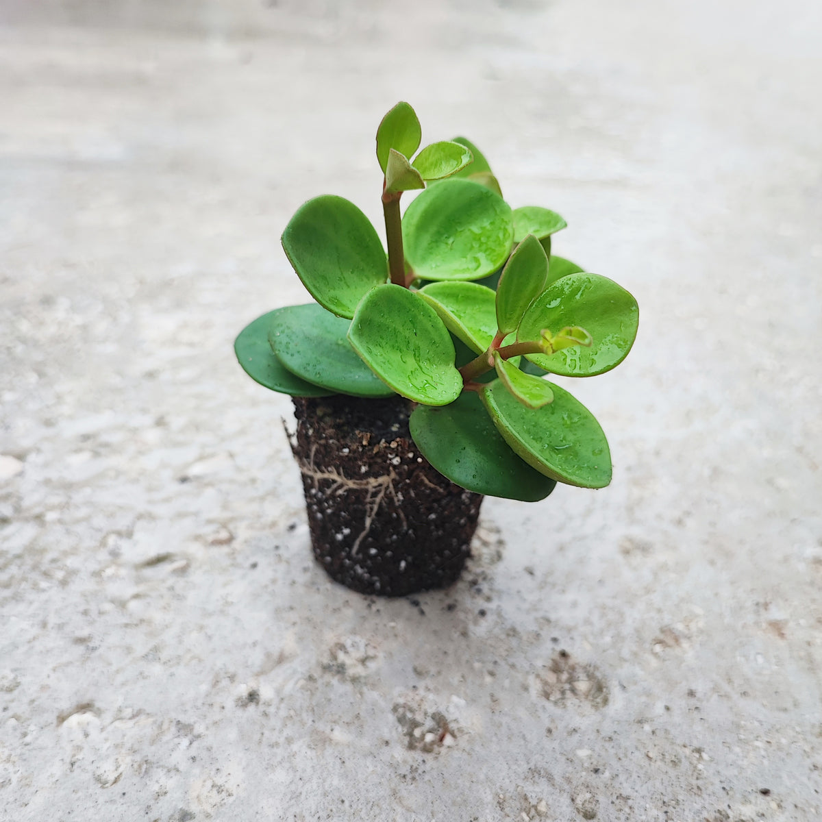 Peperomia tetraphylla Hope monjungle