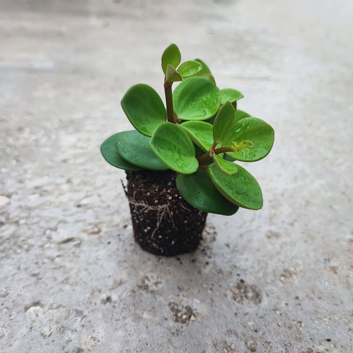Peperomia tetraphylla Hope monjungle