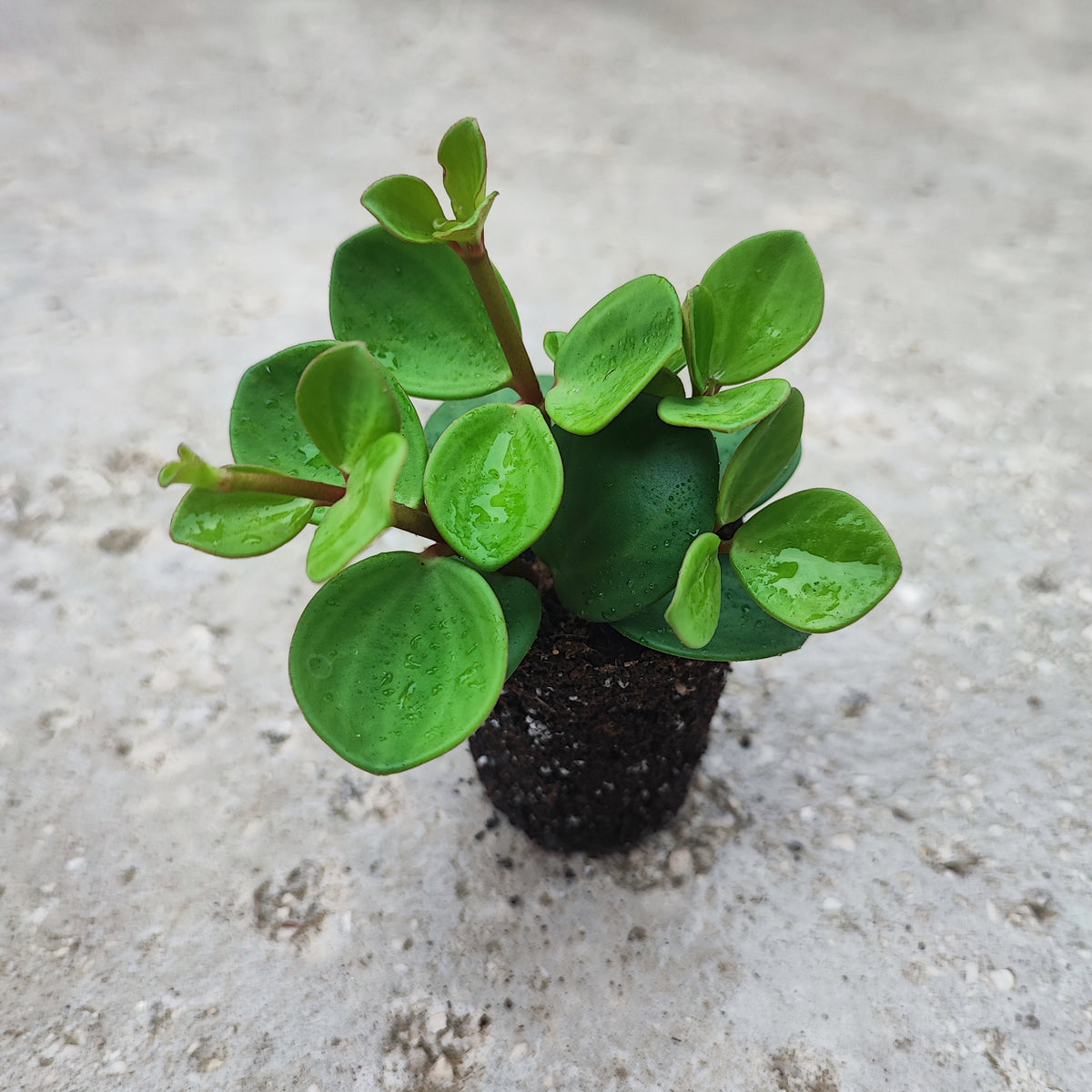 Peperomia tetraphylla Hope monjungle