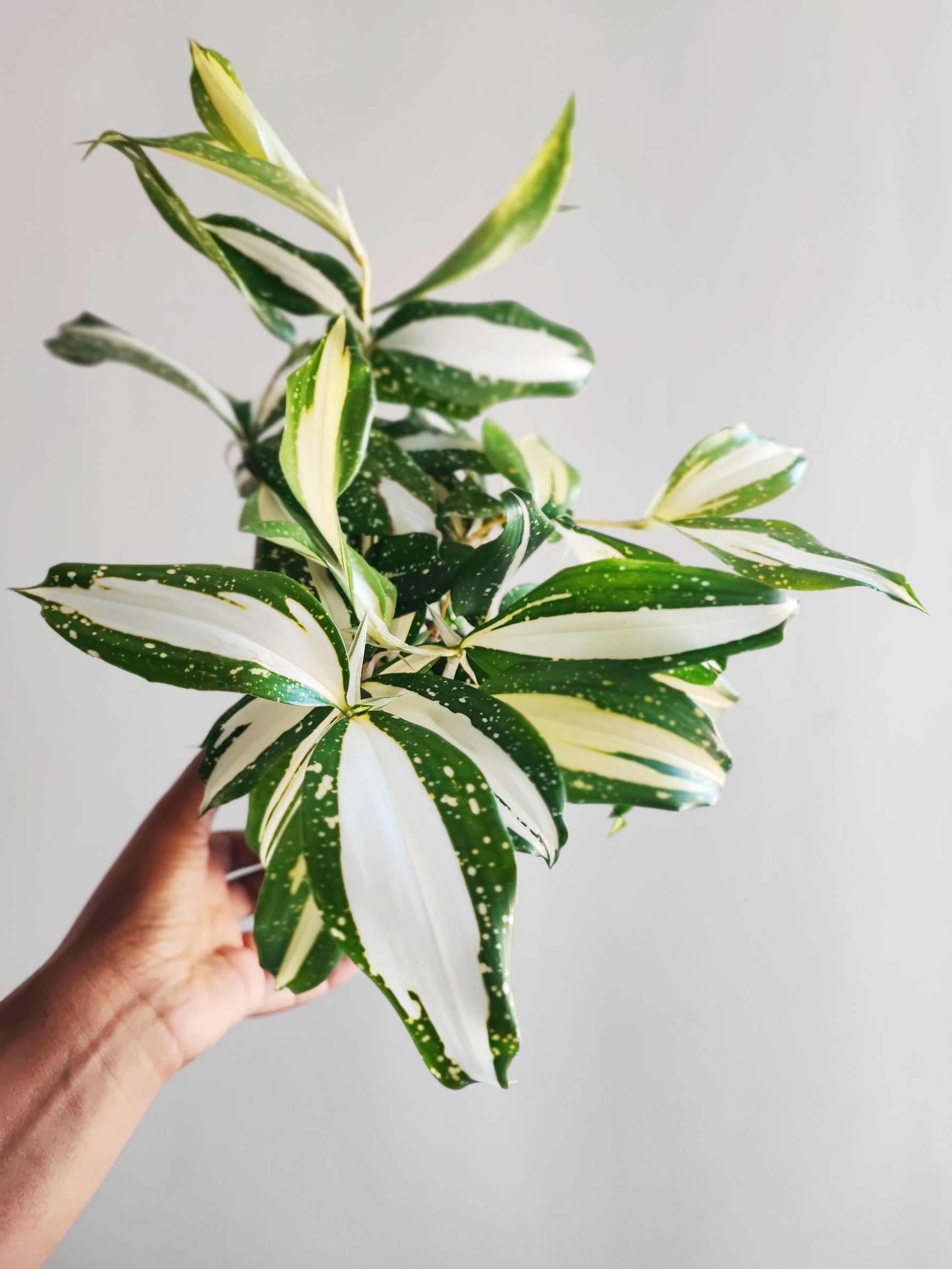 dracaena milky way Dracaena 'Milky Way'