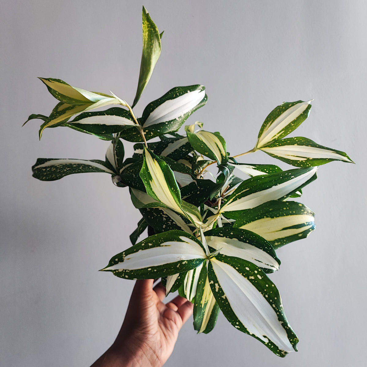 Draceana sarculosa milky way variegated monjungle