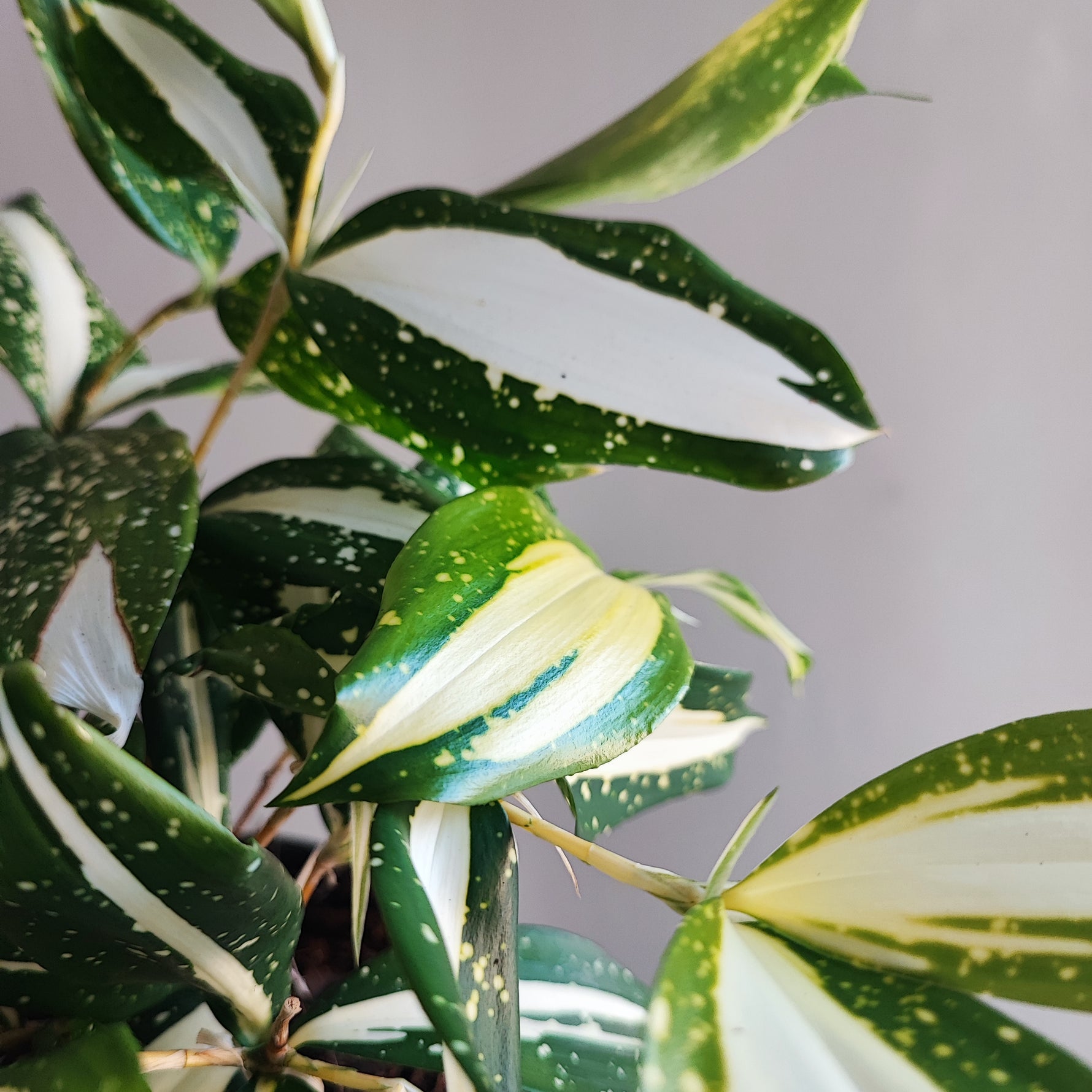 dracaena milky way Dracaena 'Milky Way'