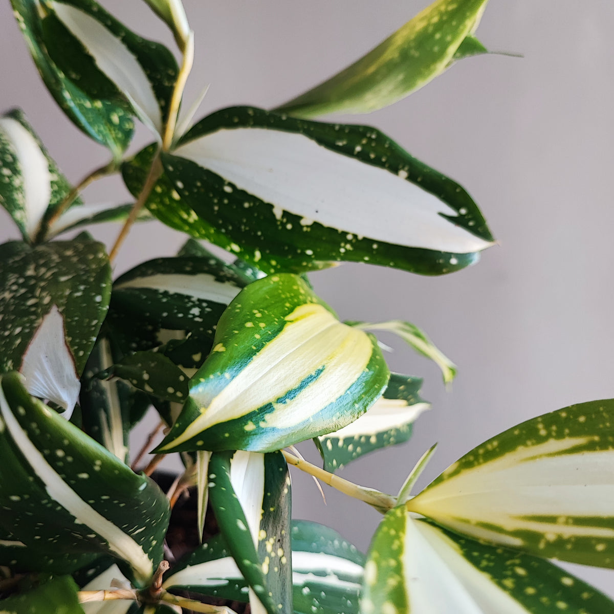 Draceana sarculosa milky way variegated monjungle