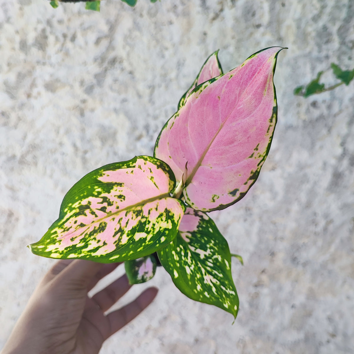 Aglaonema RED VALENTINE monjungle