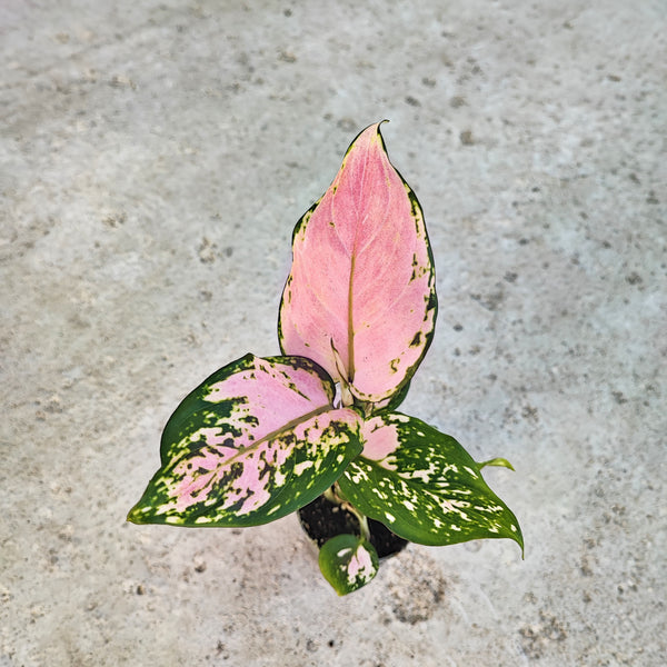 Aglaonema RED VALENTINE boutures enracinées en terre, plante d'intérieur rares avec les feuilles roses - monjungle