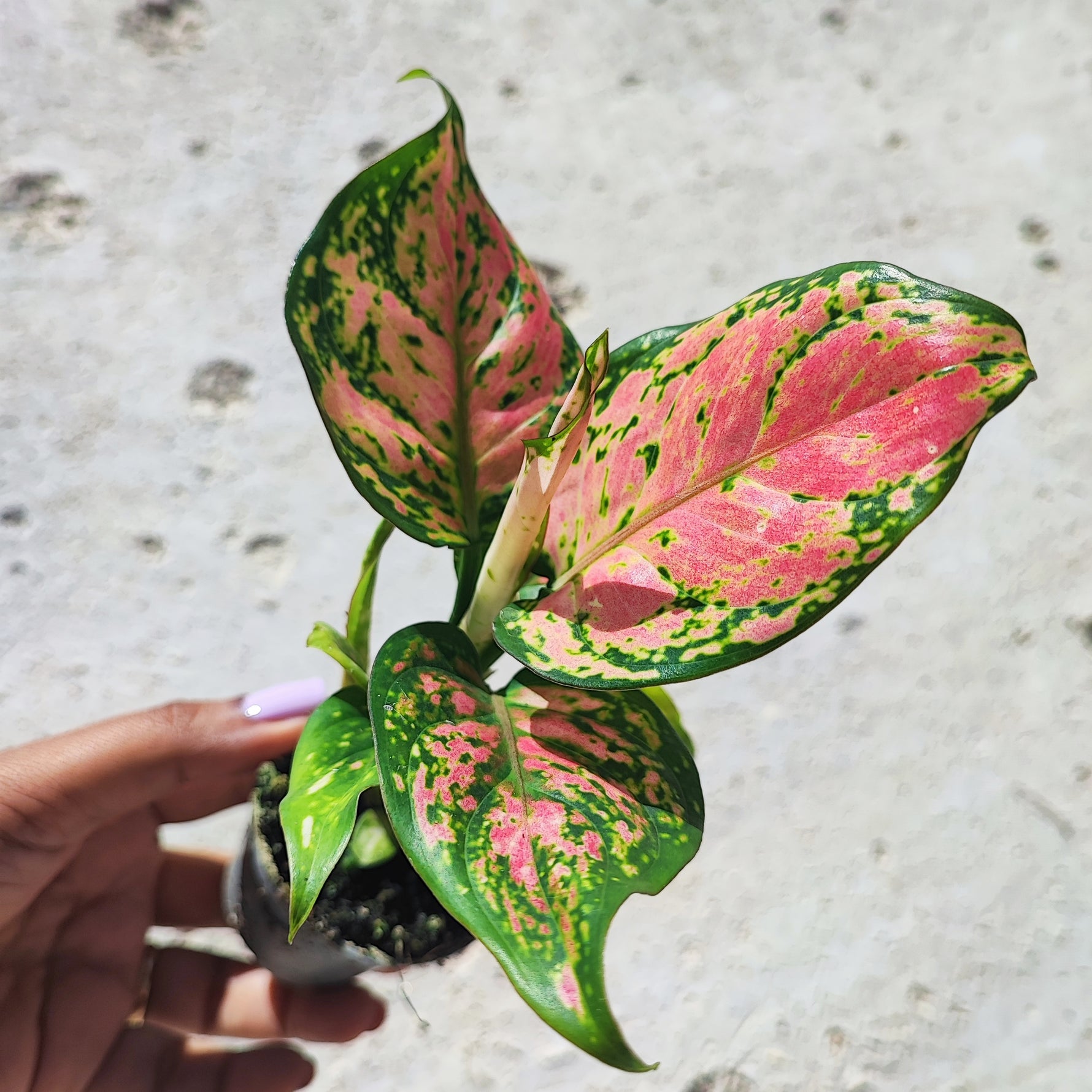 cherry aglaonema Aglaonema 'Cherry Baby'