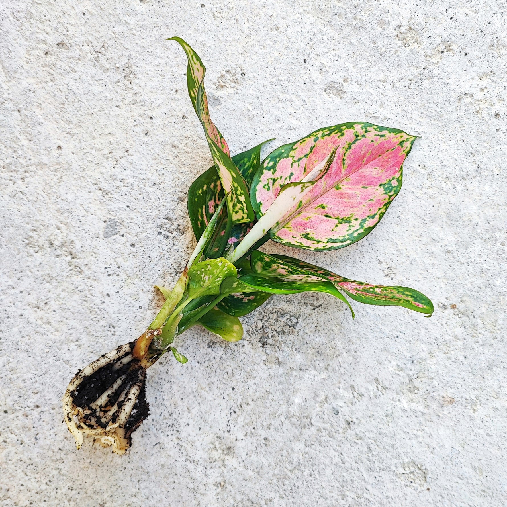 aglaonema mini Aglaonema 'Cherry Baby'