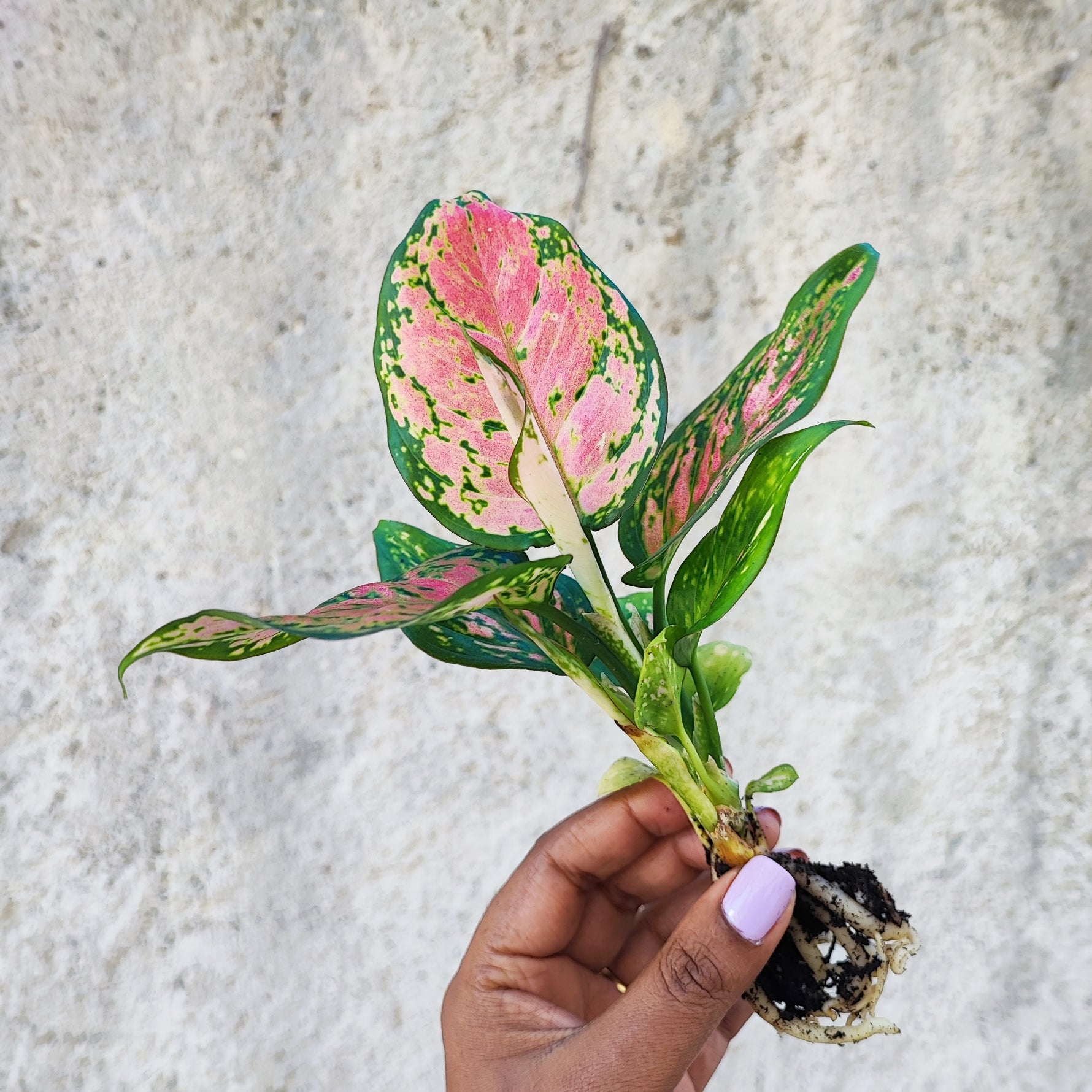 aglaonema cherry Aglaonema 'Cherry Baby'