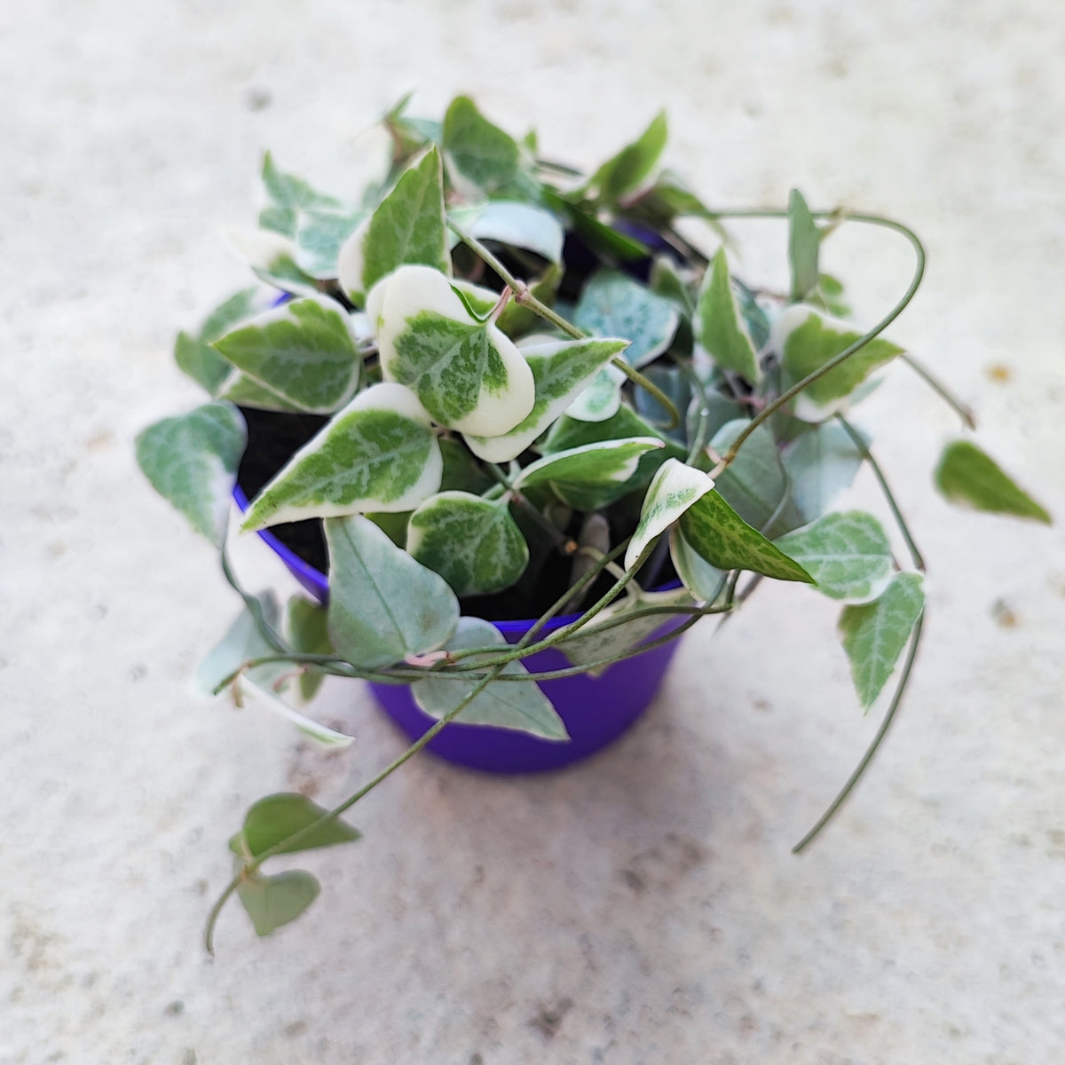 Ceropegia Linearis Merel Variegata monjungle