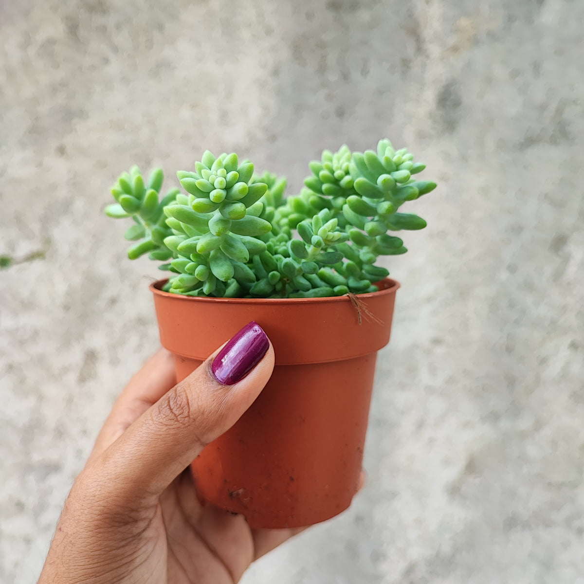 Sedum Burrito ou Orpin, une magnifique succulente atypique et vivace, Cascades bleues rustique à 5 dégrés monjungle