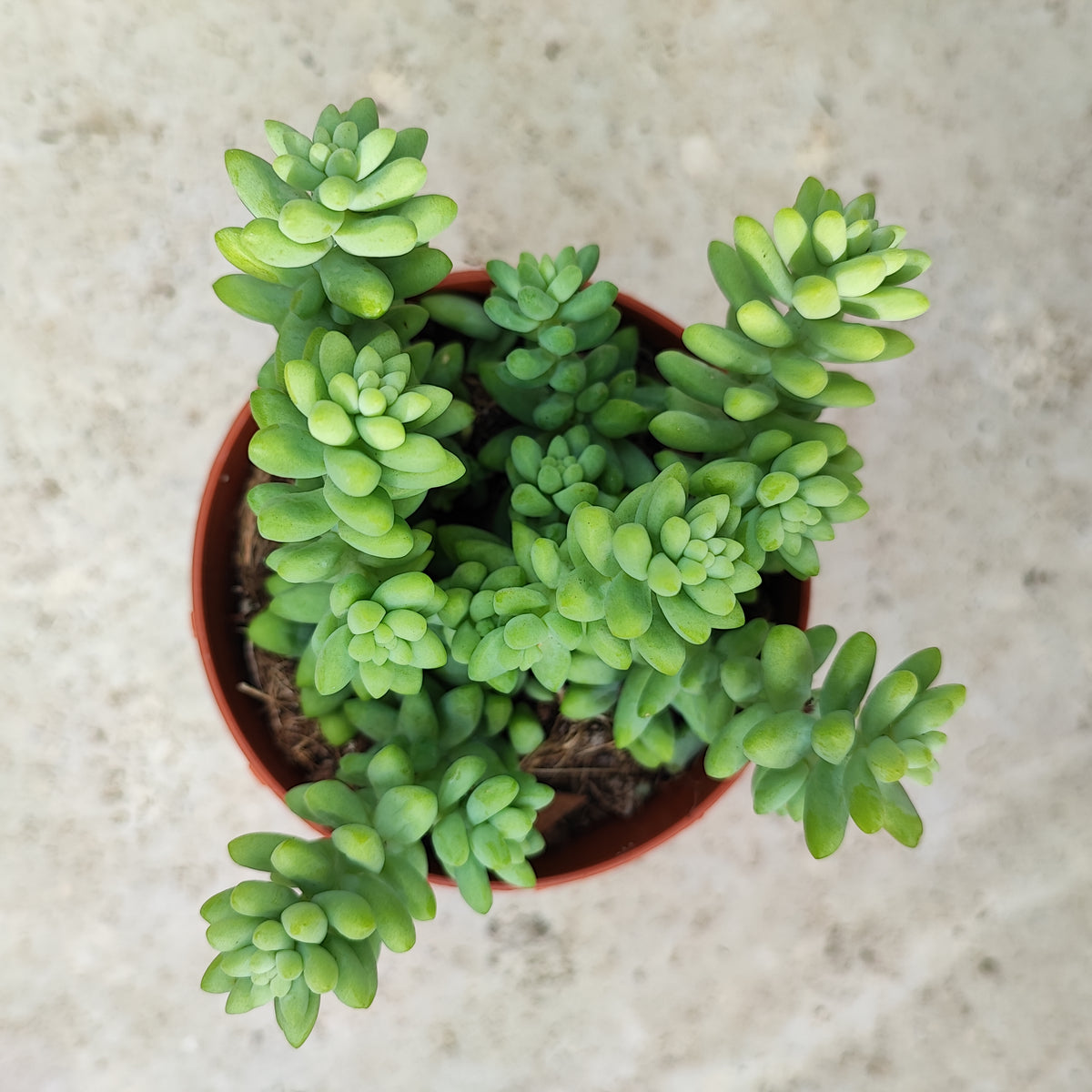 Sedum Burrito ou Orpin, une magnifique succulente atypique et vivace, Cascades bleues rustique à 5 dégrés monjungle