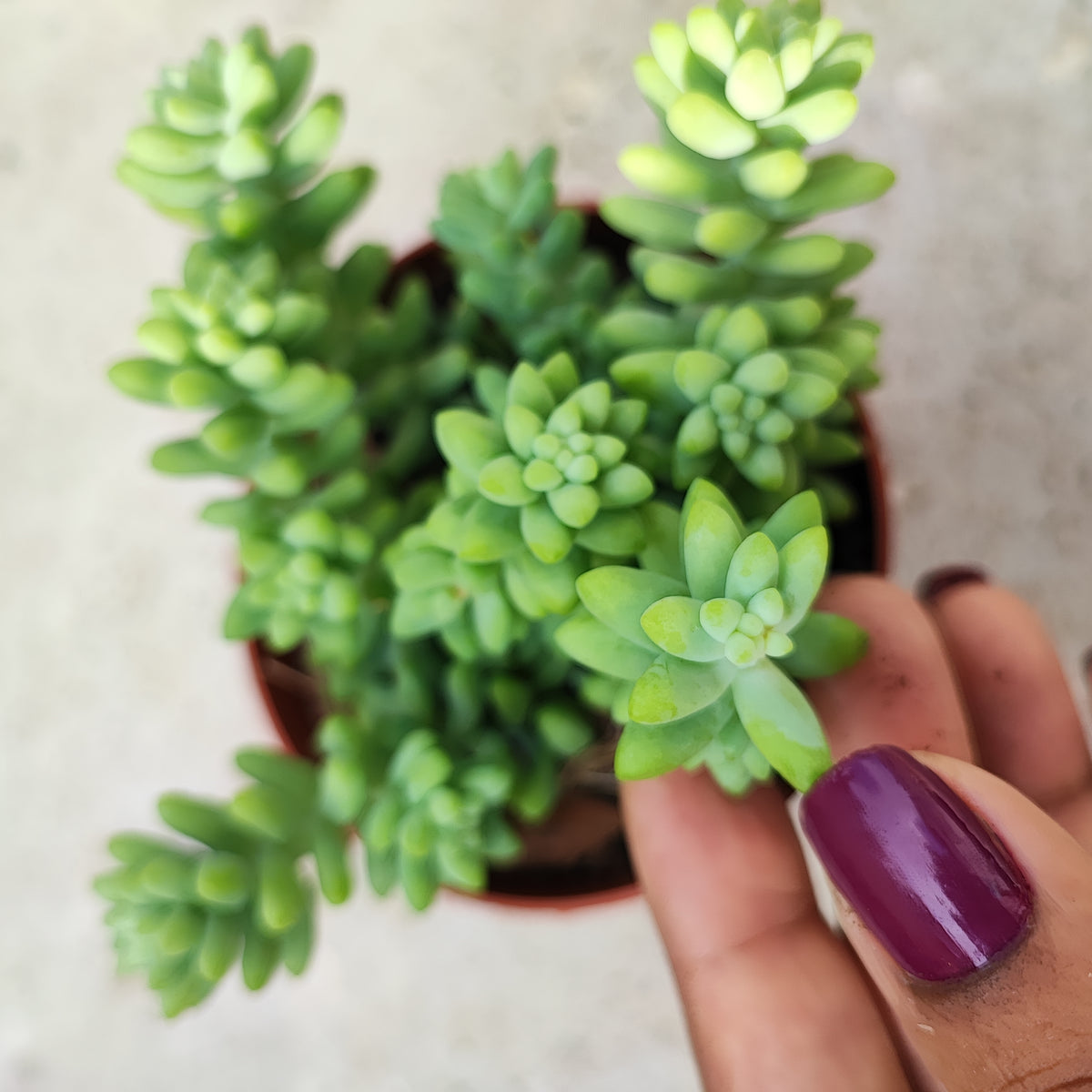 Sedum Burrito ou Orpin, une magnifique succulente atypique et vivace, Cascades bleues rustique à 5 dégrés monjungle