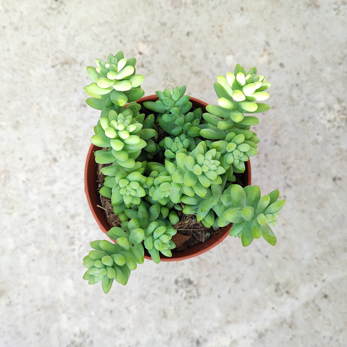 Sedum Burrito ou Orpin, une magnifique succulente atypique et vivace, Cascades bleues rustique à 5 dégrés monjungle
