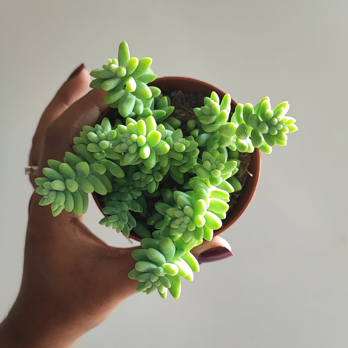 Sedum Burrito ou Orpin, une magnifique succulente atypique et vivace, Cascades bleues rustique à 5 dégrés monjungle